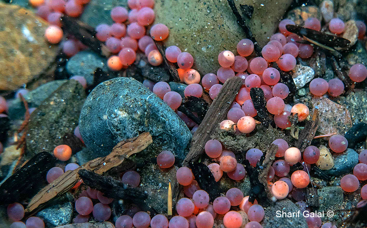 Sockeye Salmon eggs at the bottom of a stream by Sharif Galal ©