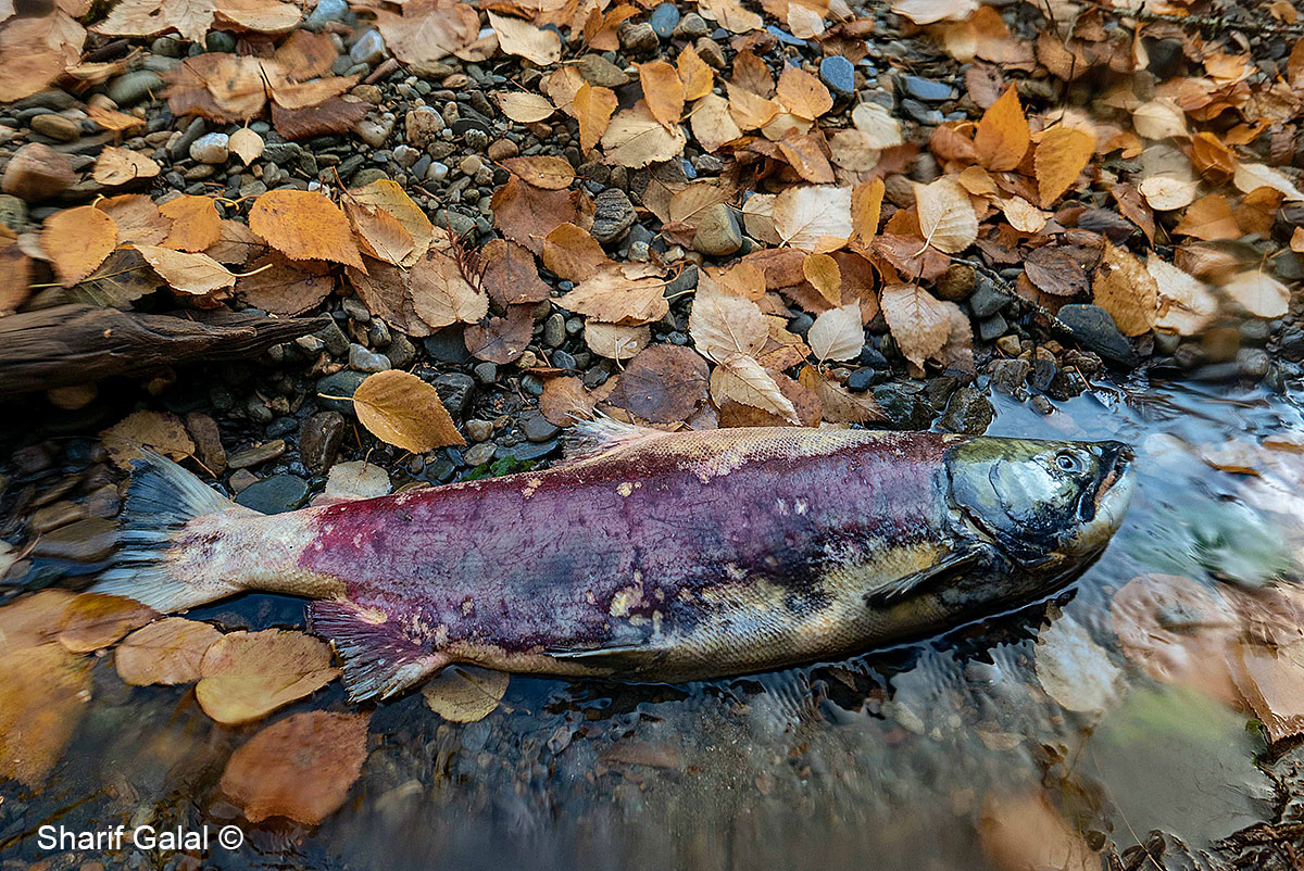Dead Sockeye salmon by Sharif Galal ©