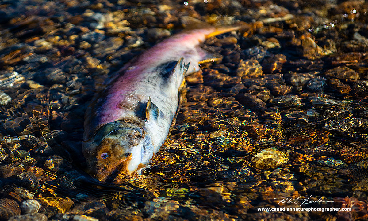 Dead Sockeye Salmon by Sharif Galal ©