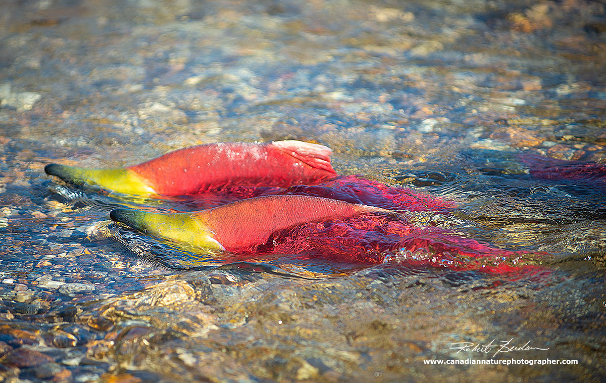 Two male Sockeye Salmon in shallows by Robert Berdan ©