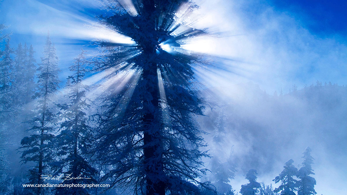 Light rays through tree in winter by Robert Berdan ©