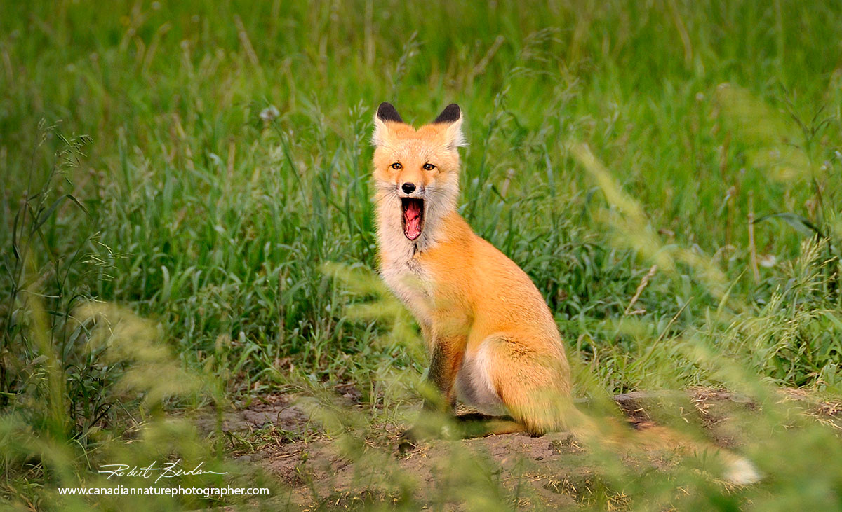 Red fox mother Alberta by Robert Berdan ©