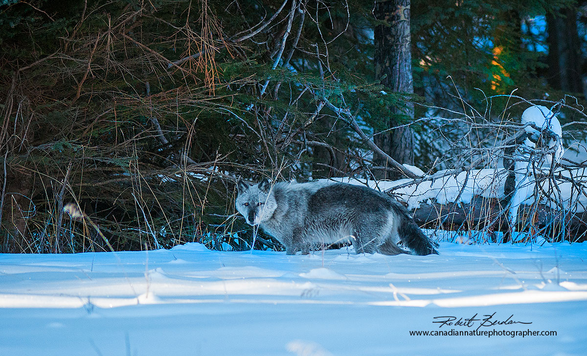 Wild wolf photographed along highway 1A Banff National Park Robert Berdan ©