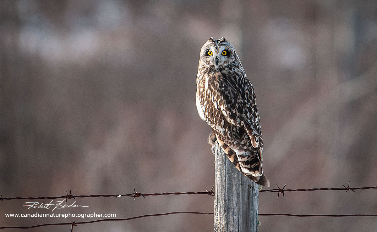 Short-eared Owl next to Grande Valley Road west of Cochrane Robert Berdan ©