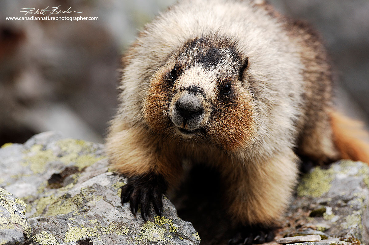 Hoary marmots Robert Berdan 