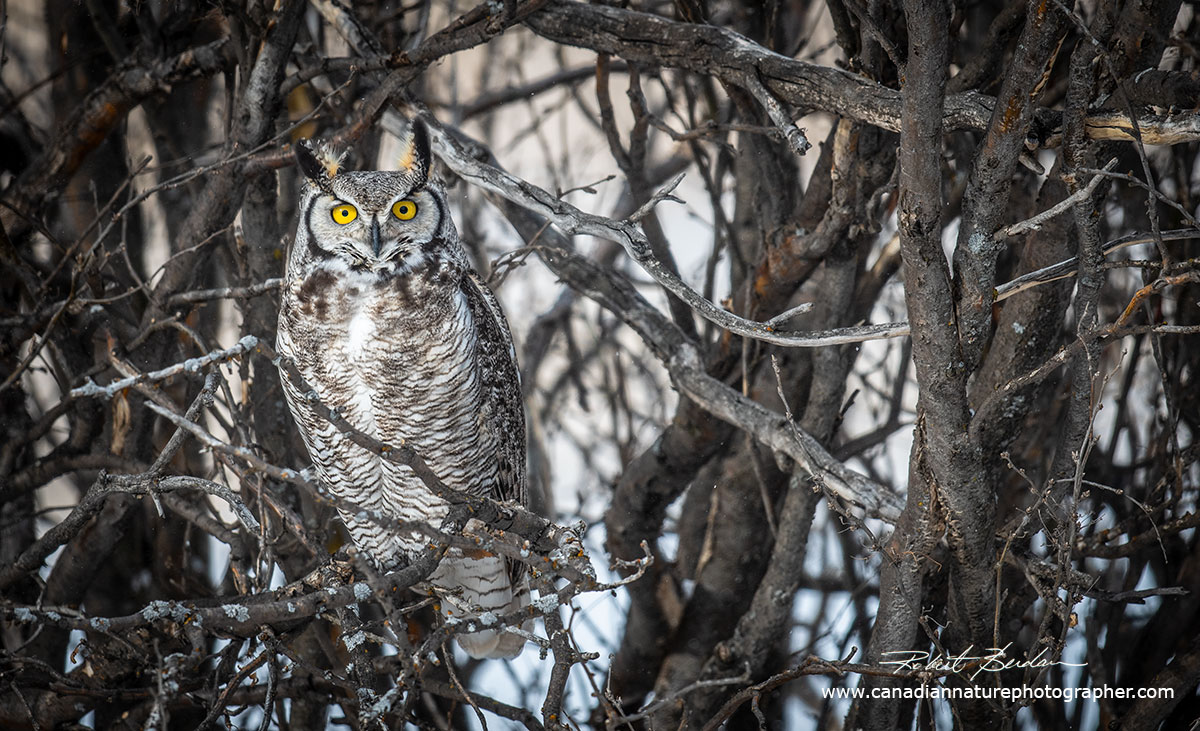 Great Horned Owls Alberta Robert Berdan ©