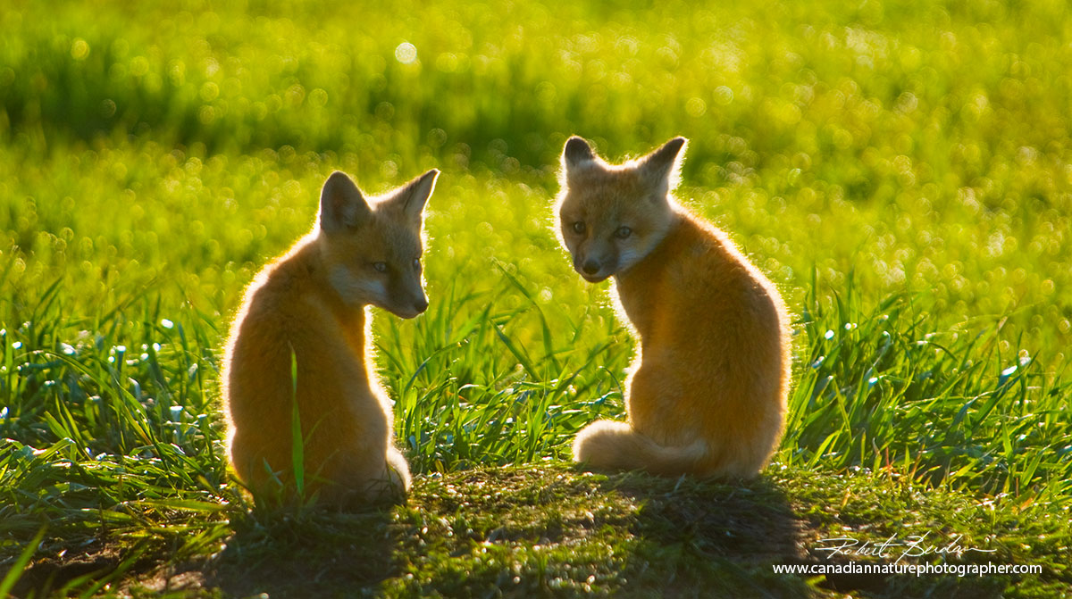 Baby red foxes early morning light by Robert Berdan ©
