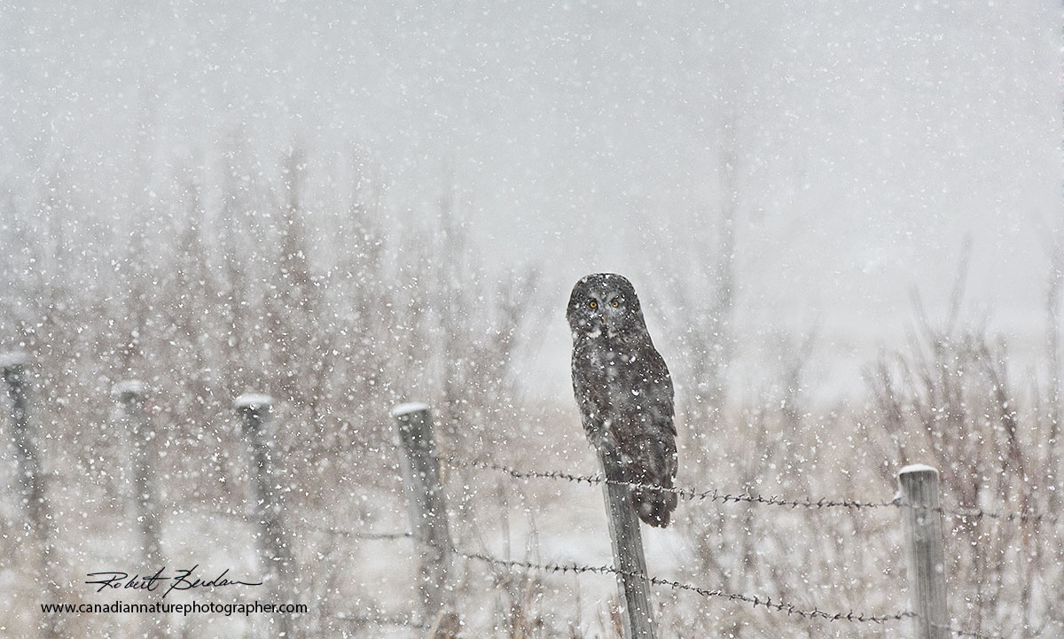 Great Gray owl in snowstorm Robert Berdan ©