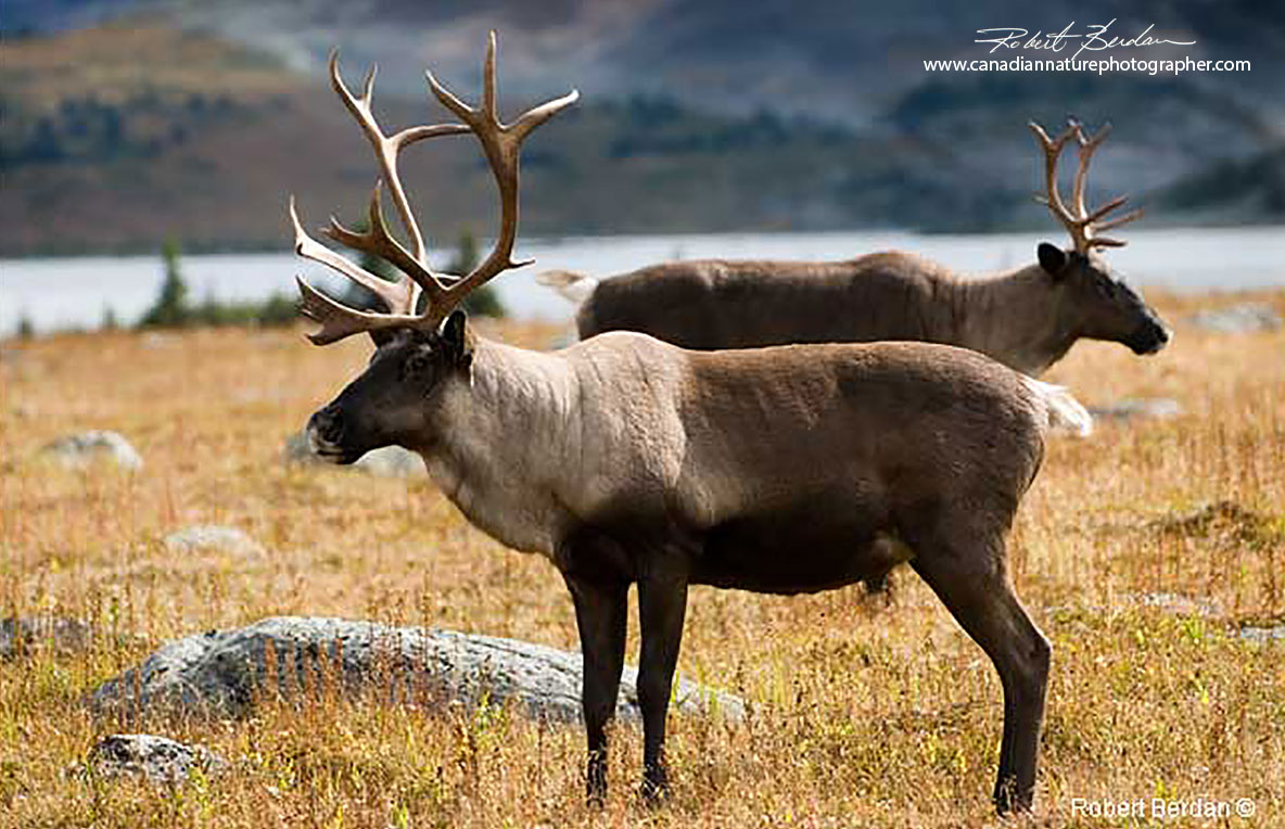 Mountain or Woodland Caribou Jasper National Park Robert Berdan ©