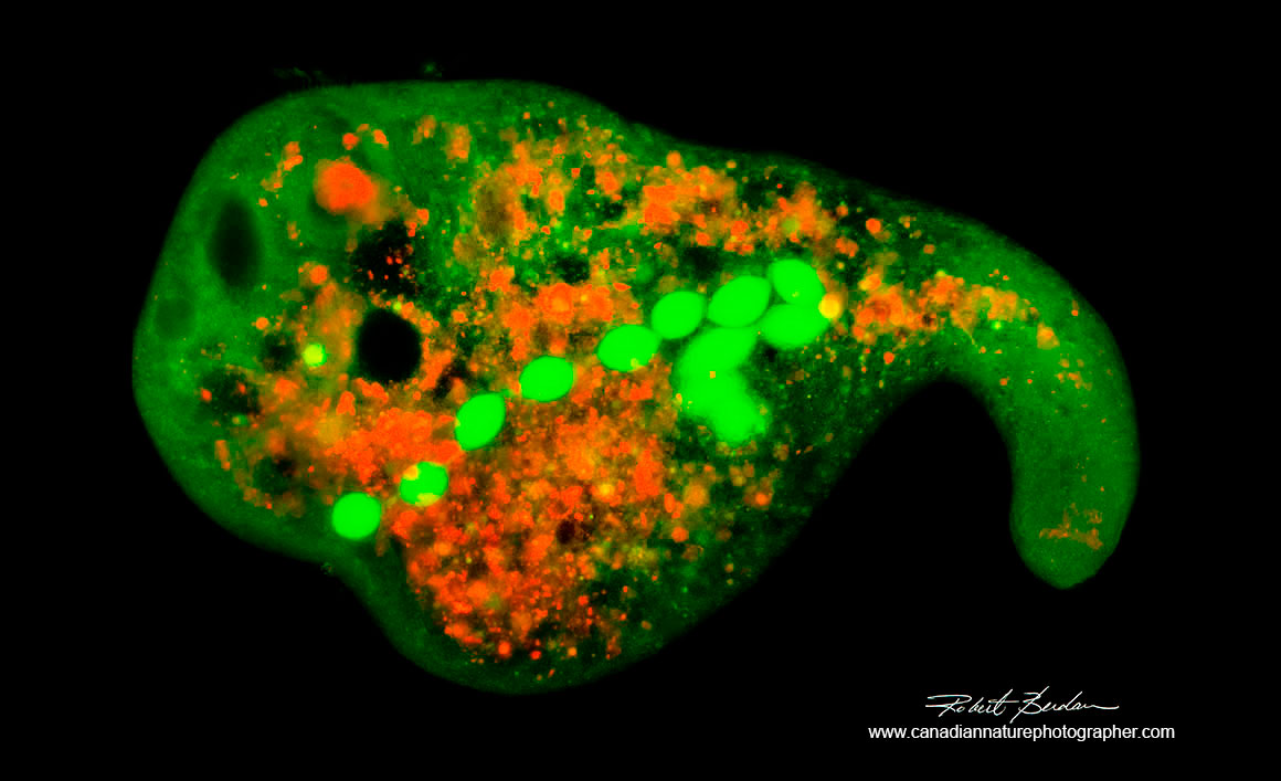 Stentor coeruleus a common pond single celled ciliate stained with the fluorescent dye Acridine orange 100X by Robert Berdan ©
