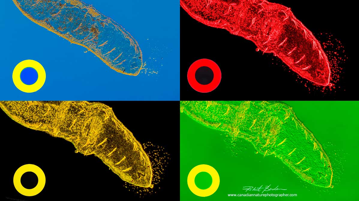 Aquatic ribbon worm photographed with different coloured Rheinberg filters by Robert Berdan ©