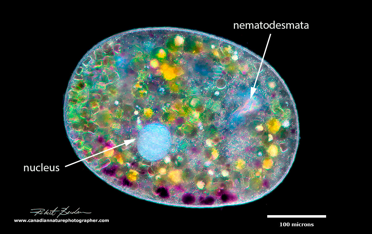 Ciliate - Nassophorean Nassula ornata darkfield microscopy Robert Berdan ©