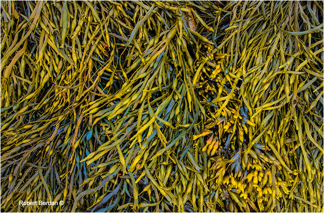 Algae on beach by Robert Berdan ©