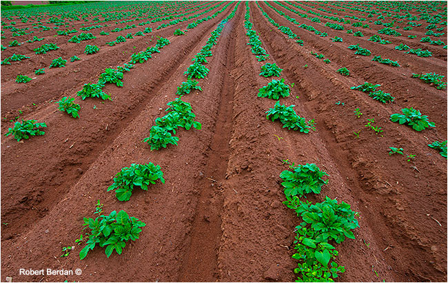 Field of potatoes PEI by Robert Berdan ©