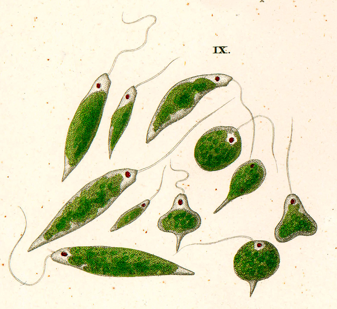 Painting of Euglena viridis by CG Ehrenberg 1838 