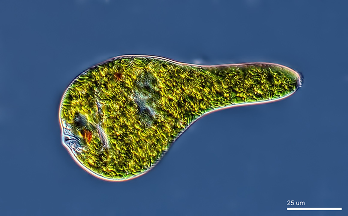 Euglena sp exhibiting metabology by Rogelio Morena via Wikipedia