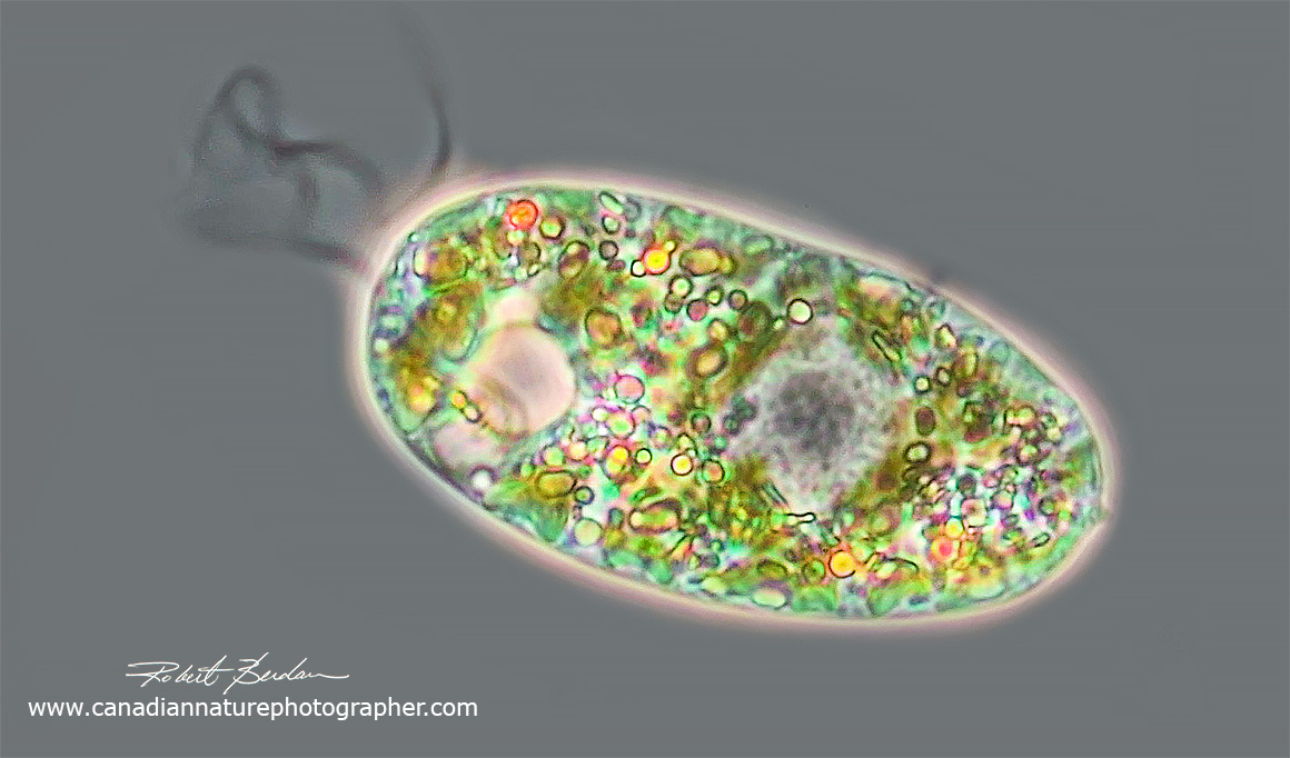 Euglena sp. phase contrast Robert Berdan ©