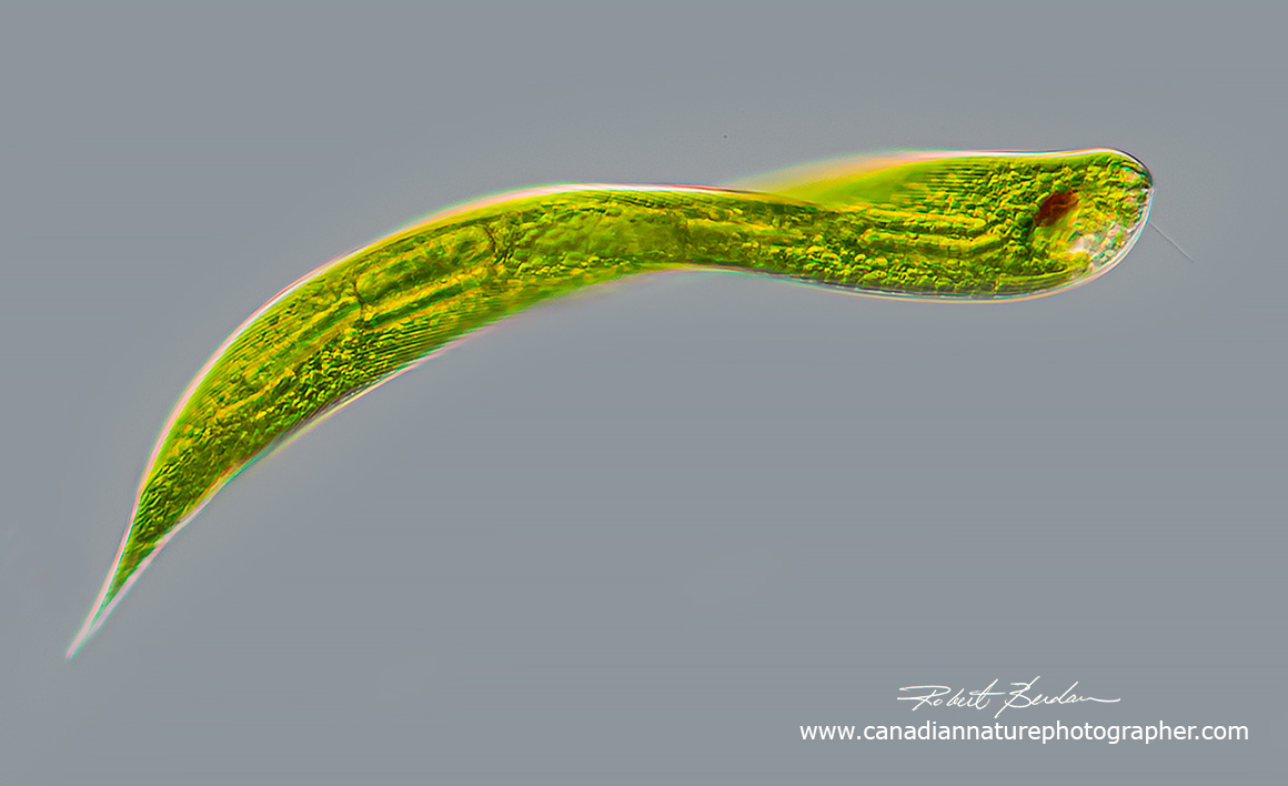Euglenoid - Lepocinclis helicoideus by Robert Berdan ©