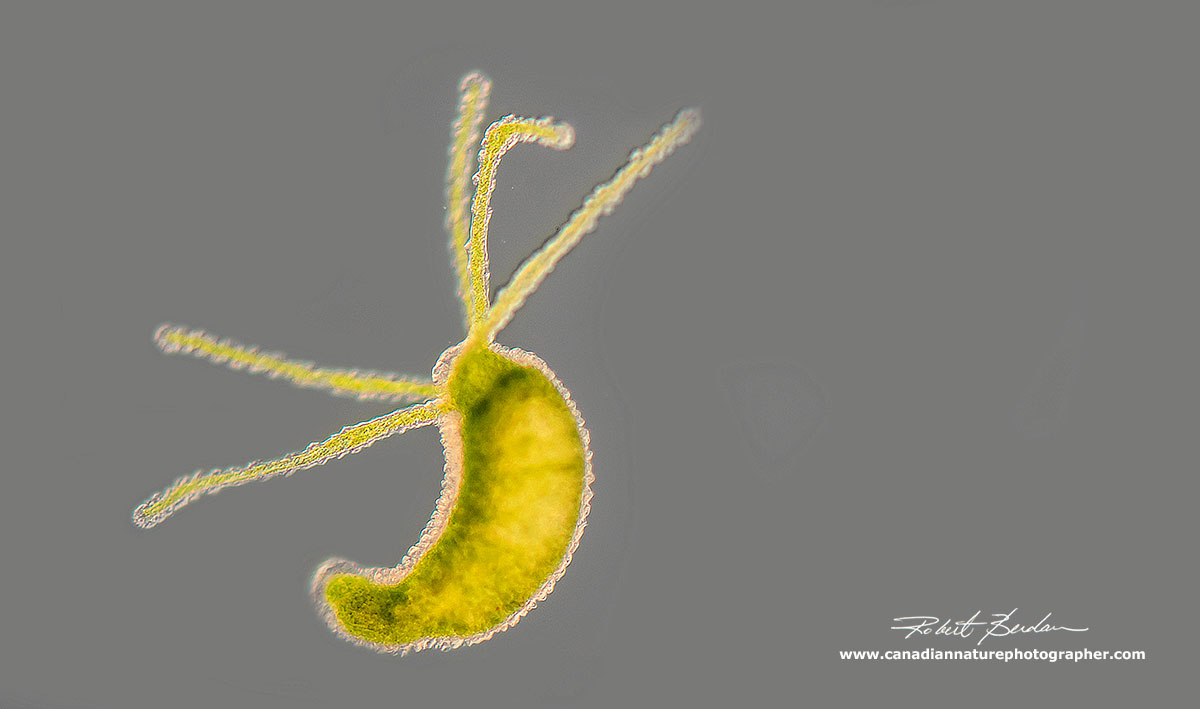 Hydra viridissima low magnification DIC microscopy by Robert Berdan ©