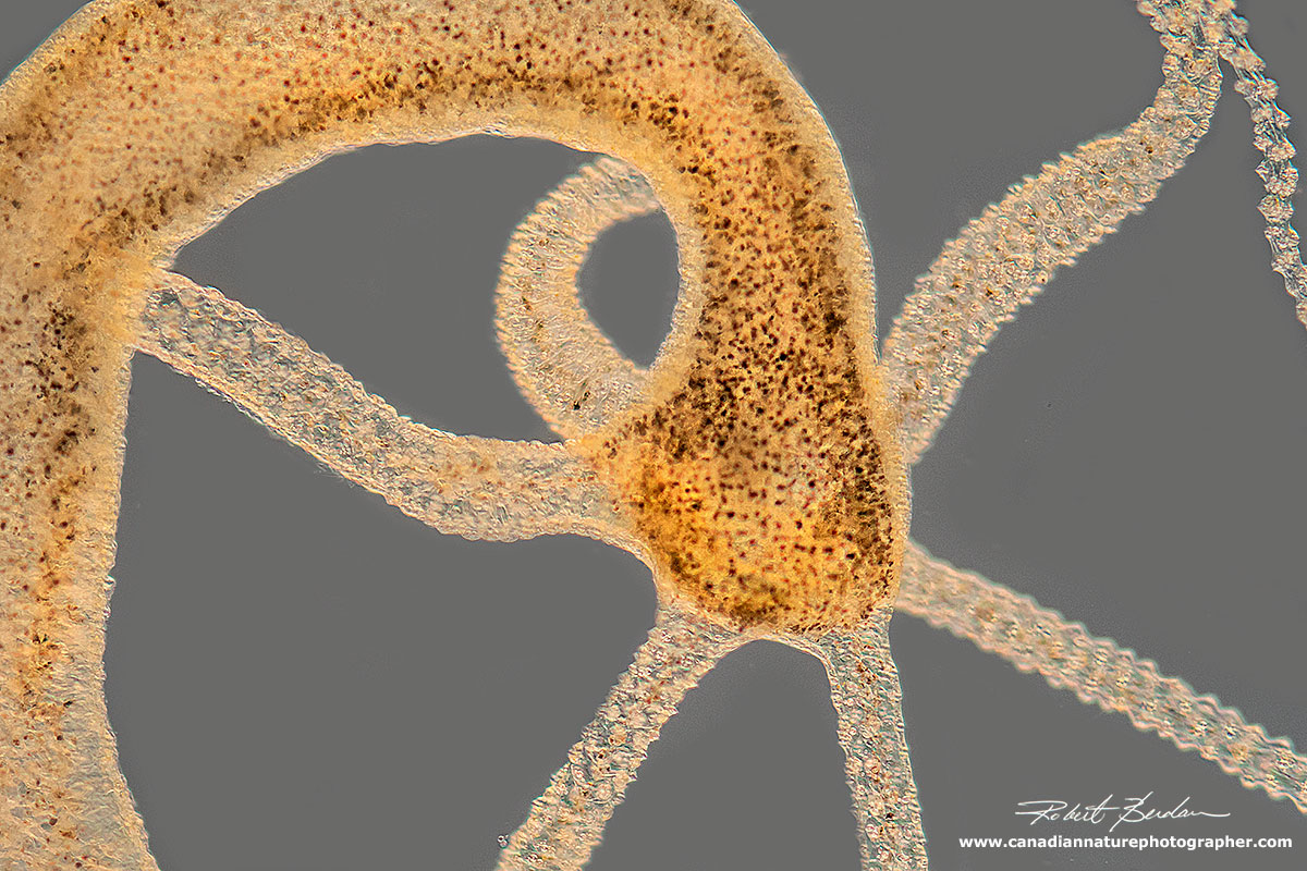 Hyrda showing its great flexibility - DIC microscopy about 200X by Robert Berdan ©
