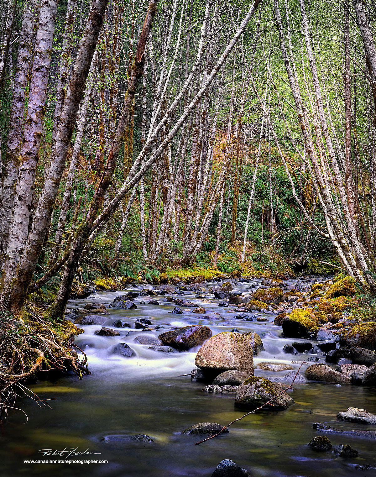 Alder trees, Vancouver Island, BC  by Robert Berdan ©
