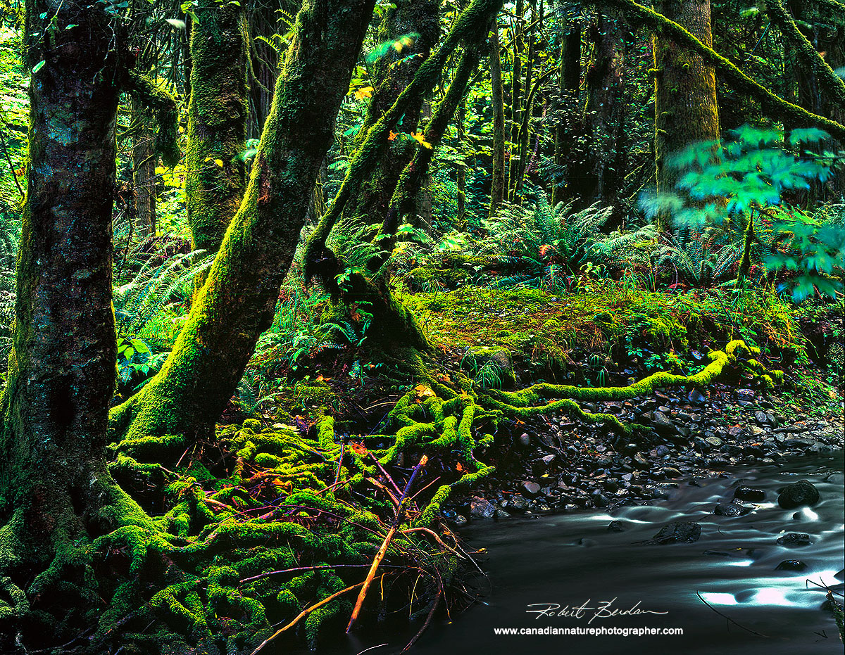 Goldstream Provincial Park, Vancouver Island, BC  by Robert Berdan ©