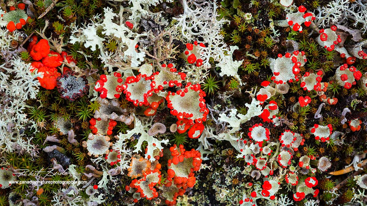 Lichen by Robert Berdan ©