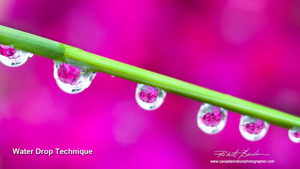 Water drop lenses on grass by Robert Berdan ©