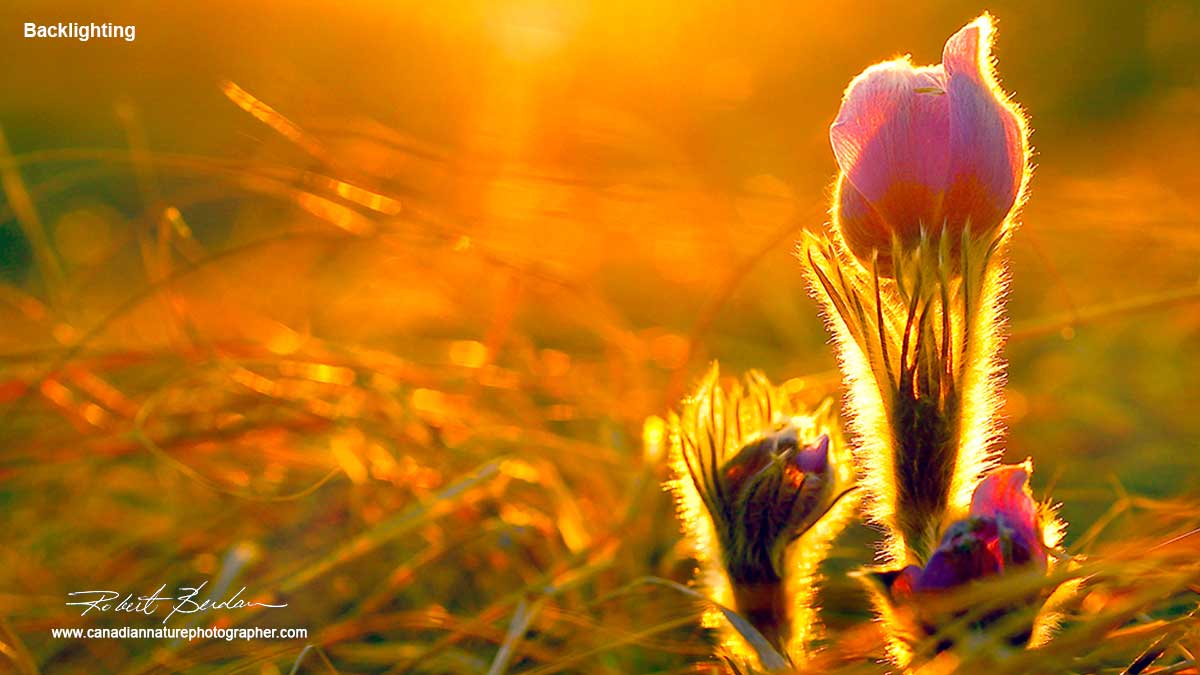 Prairie Crocus flowers  by Robert Berdan ©