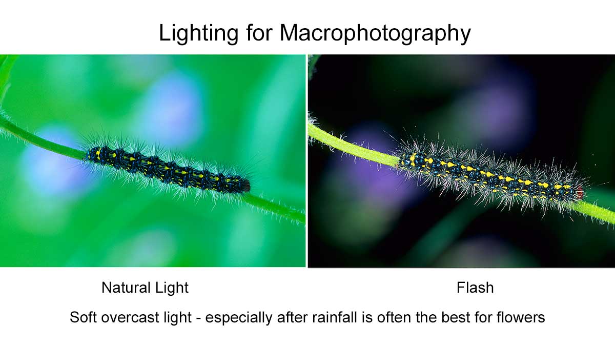 Natural light versus flash for Macrophotography by Robert Berdan ©