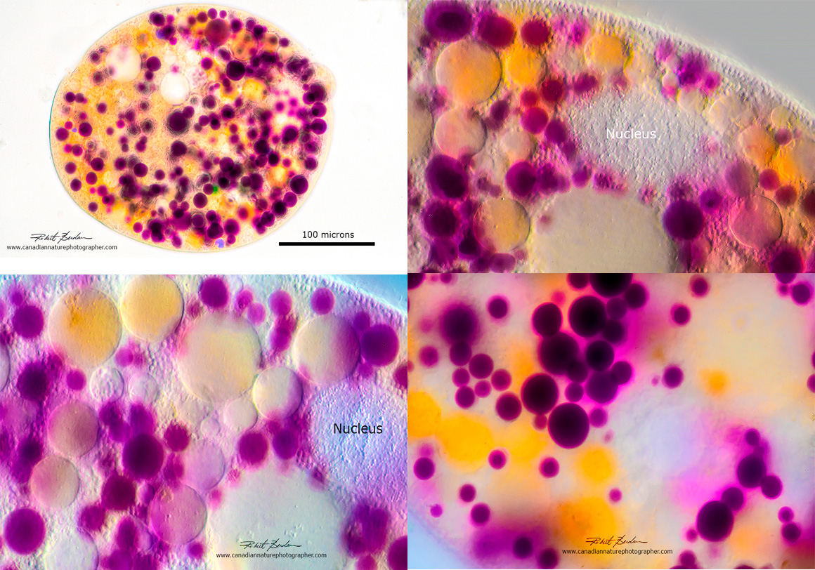Nassulid ciliate at different magnifications showing the coloured granules and vacuoles in this ciliate's cytoplasm. by Robert Berdan ©