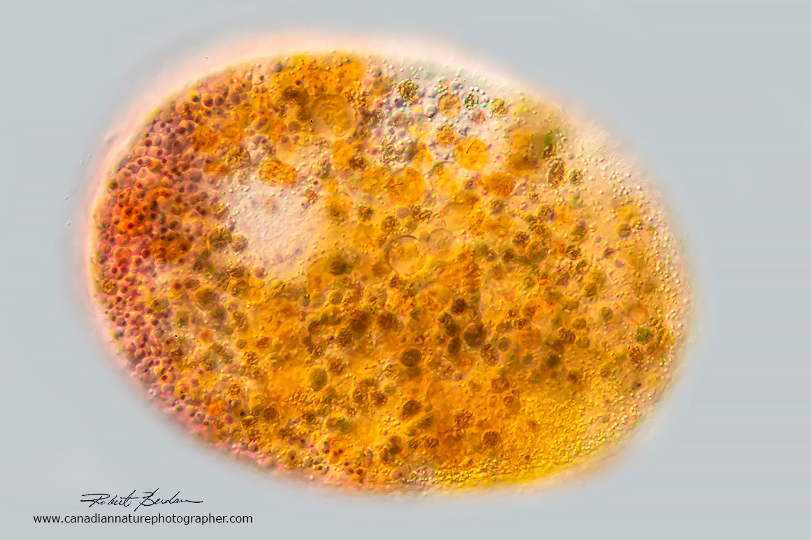 Obertrumia aurea? ciliated by Robert Berdan ©