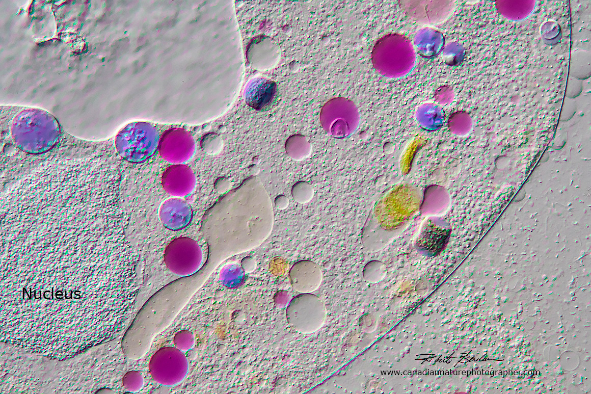 Close up of a Nassulid species showing the Nucleus, above the clear area is part of the contractile vacuole system 200X DIC microscopy  by Robert Berdan ©