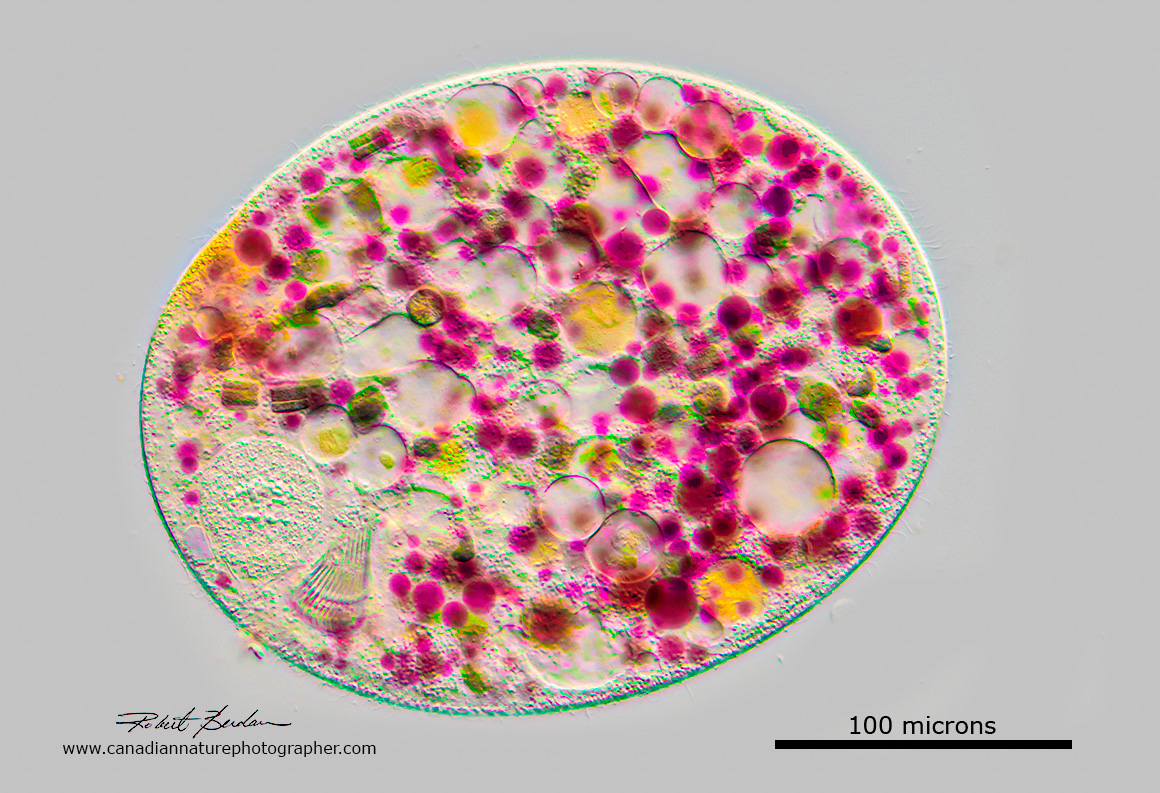 Nassulid with coloured granules, the nucleus is near the left side next to the nasse. 100X DIC microscopy.  by Robert Berdan ©