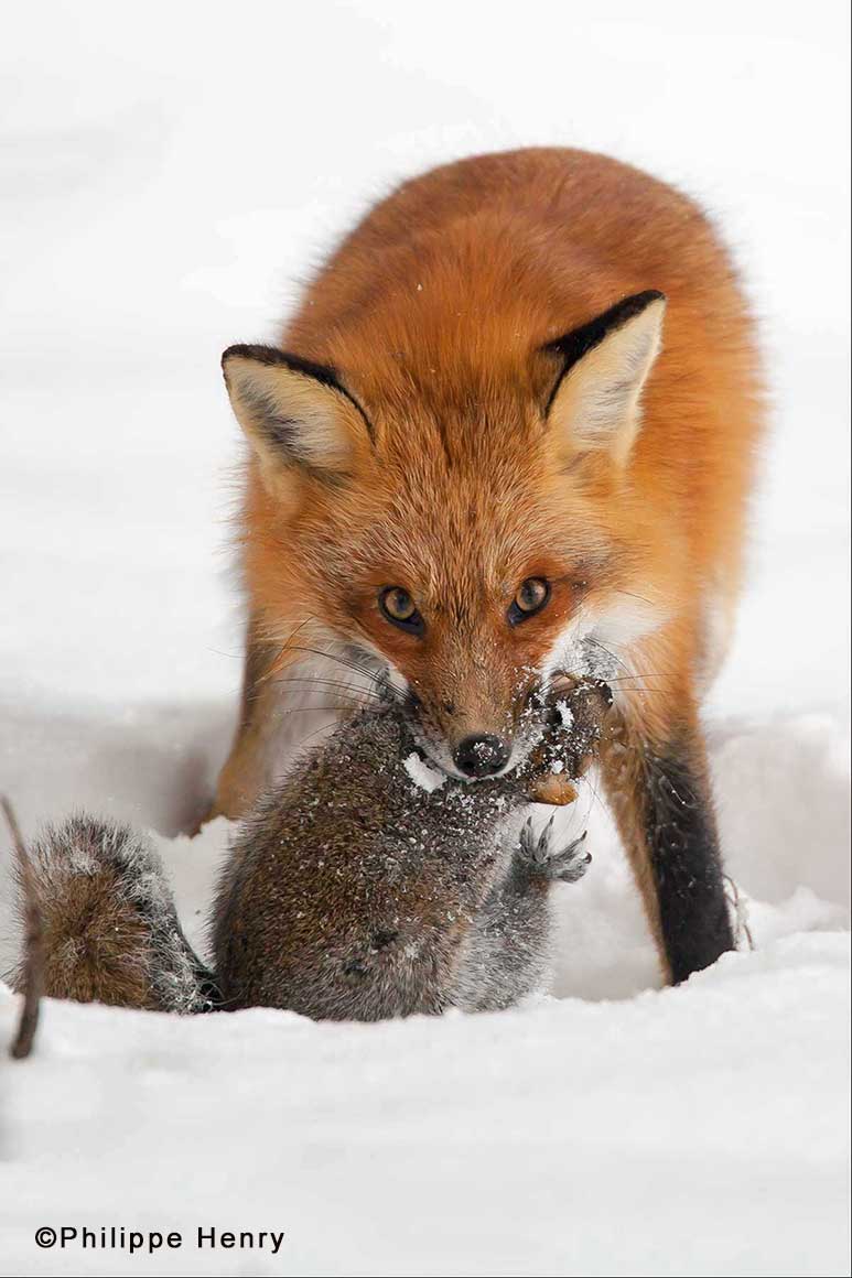 Red Fox eating a squirrel by Philippe Henry ©