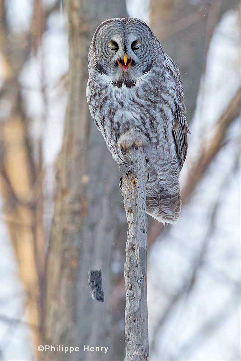 Great Gray owl with pellet dropping by Philippe Henry ©