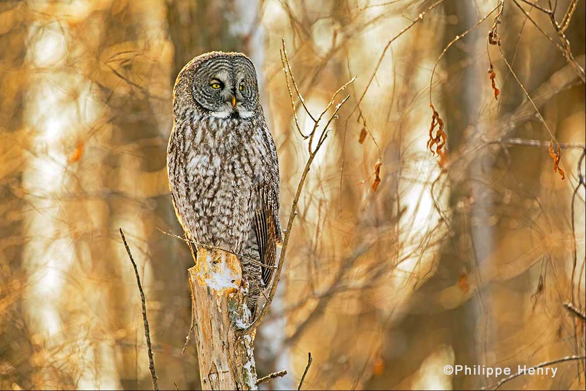 Great Gray owl by Philippe Henry ©