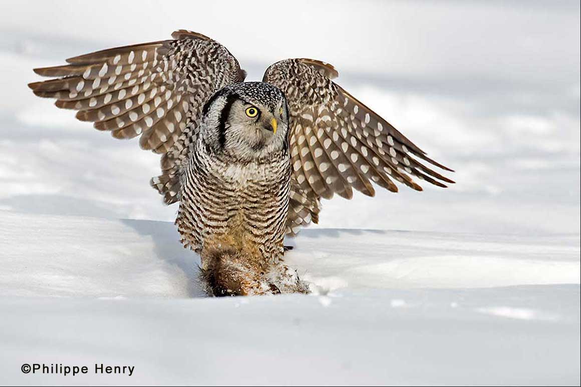 Hawk owl capturing prey by Philippe Henry ©