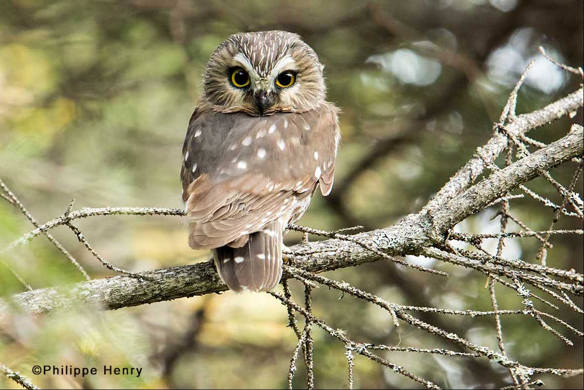 Saw Whet owl by Philippe Henry ©