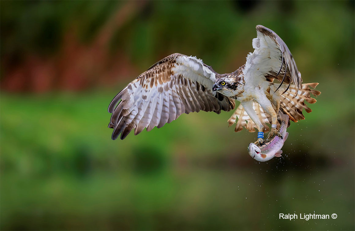 Osprey with fish by Ralph Lightman ©