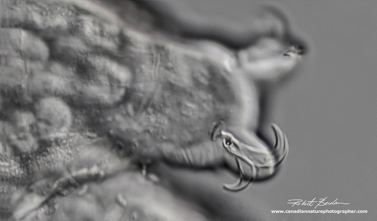 Y shaped Tardigrade claws characteristic of Macrobiotus sp 1000X DIC  by Robert Berdan ©