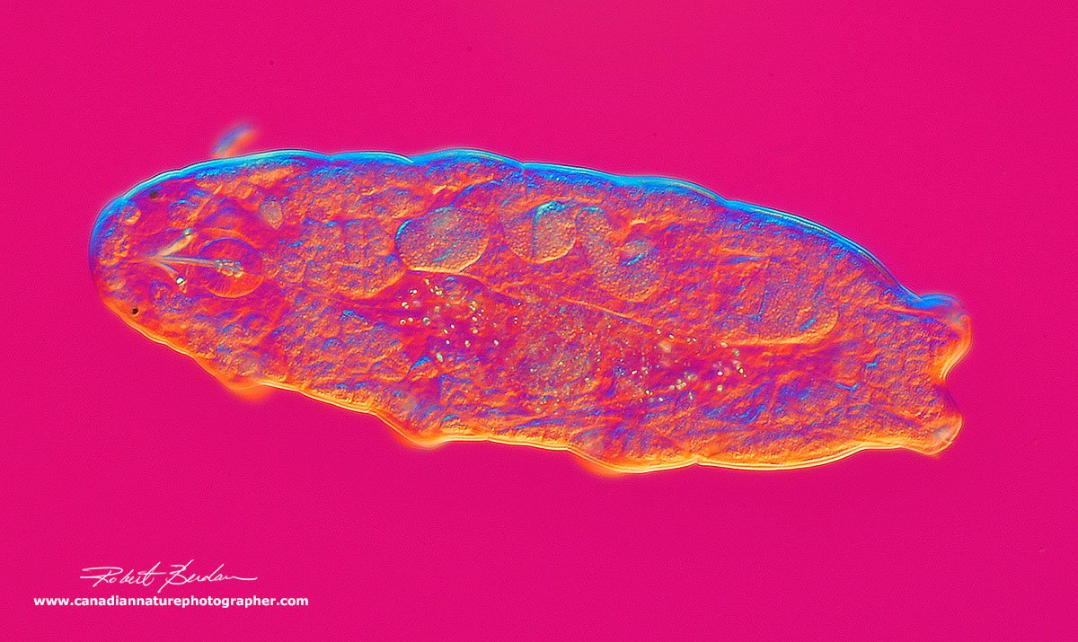 Water bear Dorsal view using DIC microscopy 200X by Robert Berdan ©