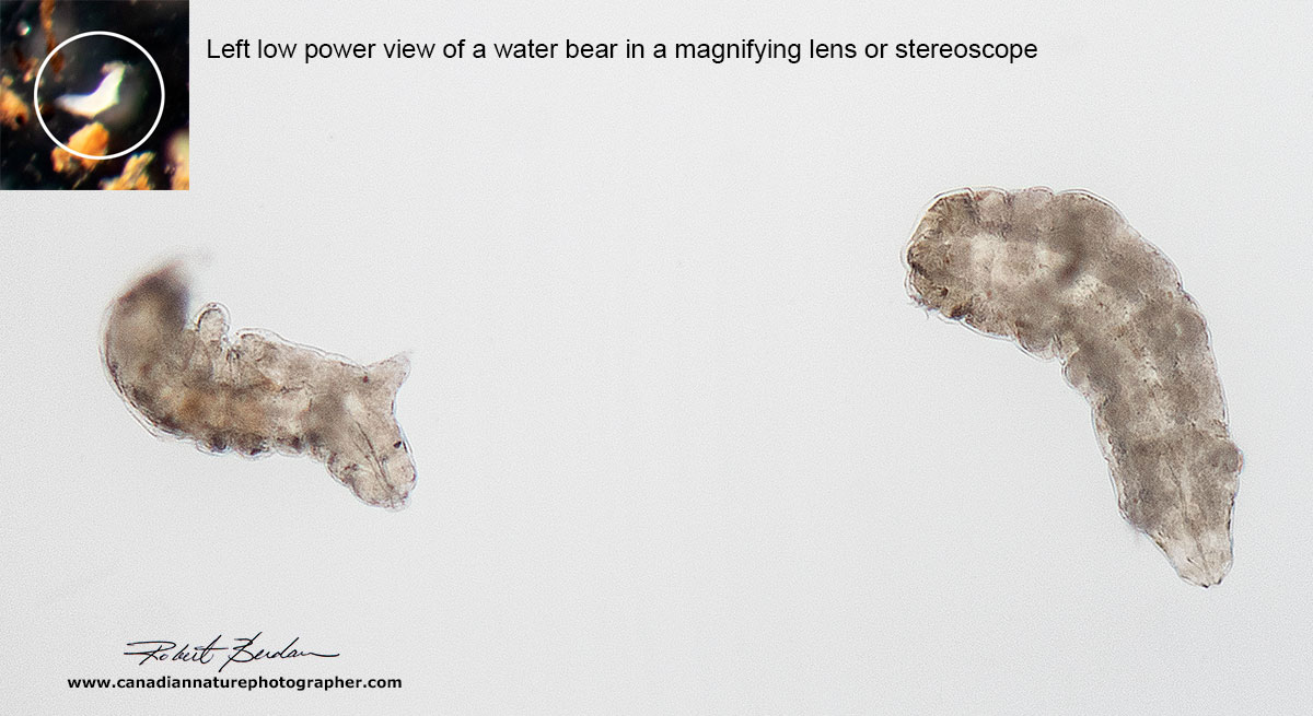 water bears as they appear in Bright field microscope at about 50X by Robert Berdan ©