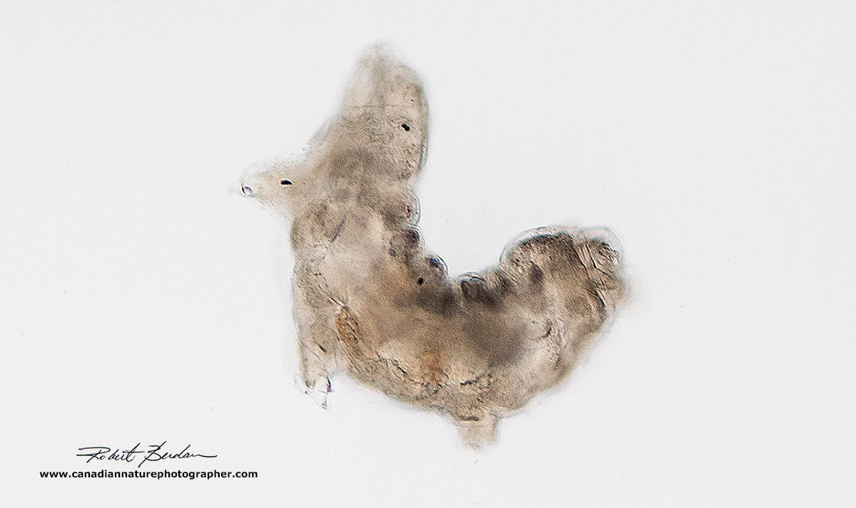 Dancing Water bear 200X Bright field microscopy by Robert Berdan ©