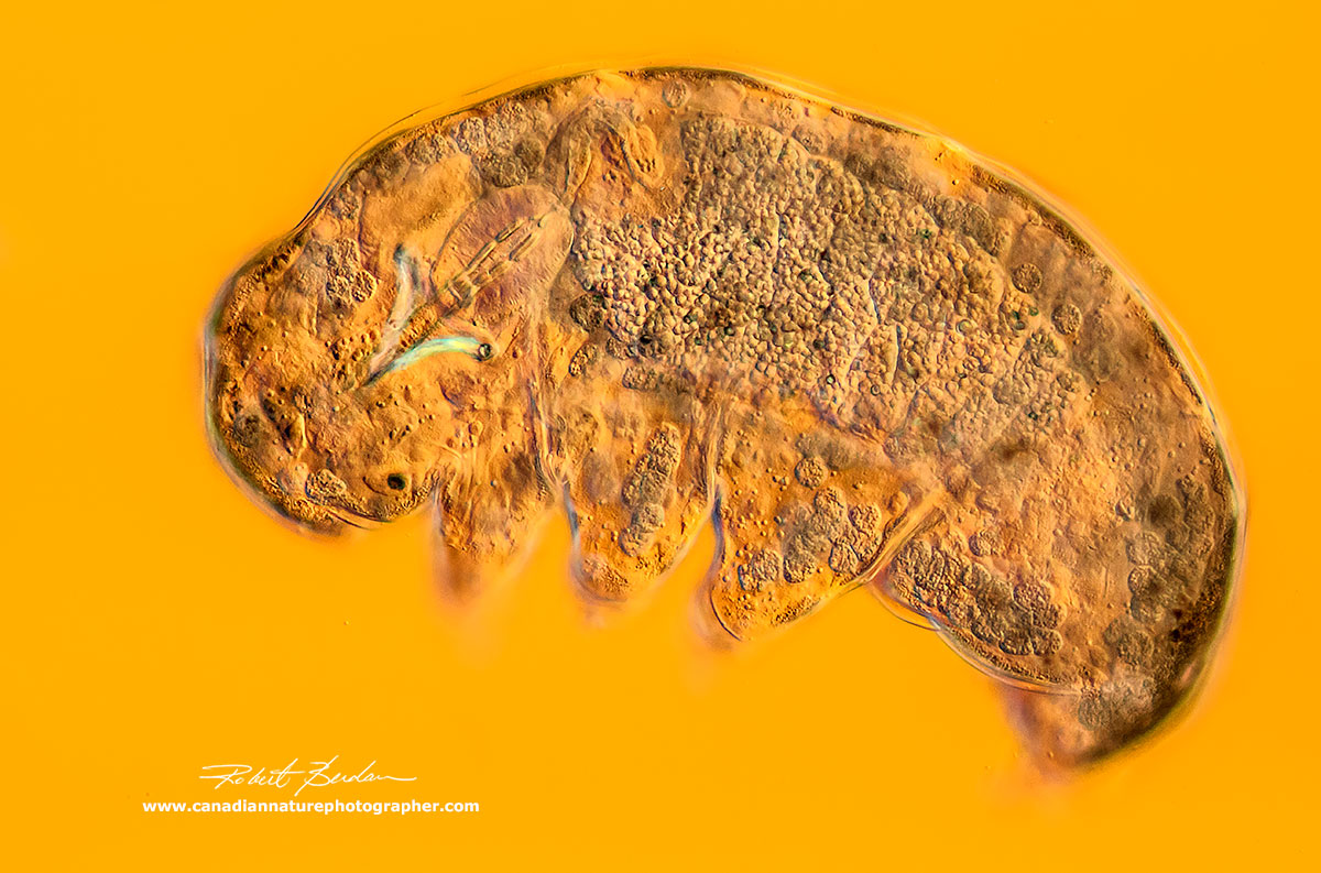 Water bear Tardigrade - DIC microscopy 200X  by Robert Berdan ©
