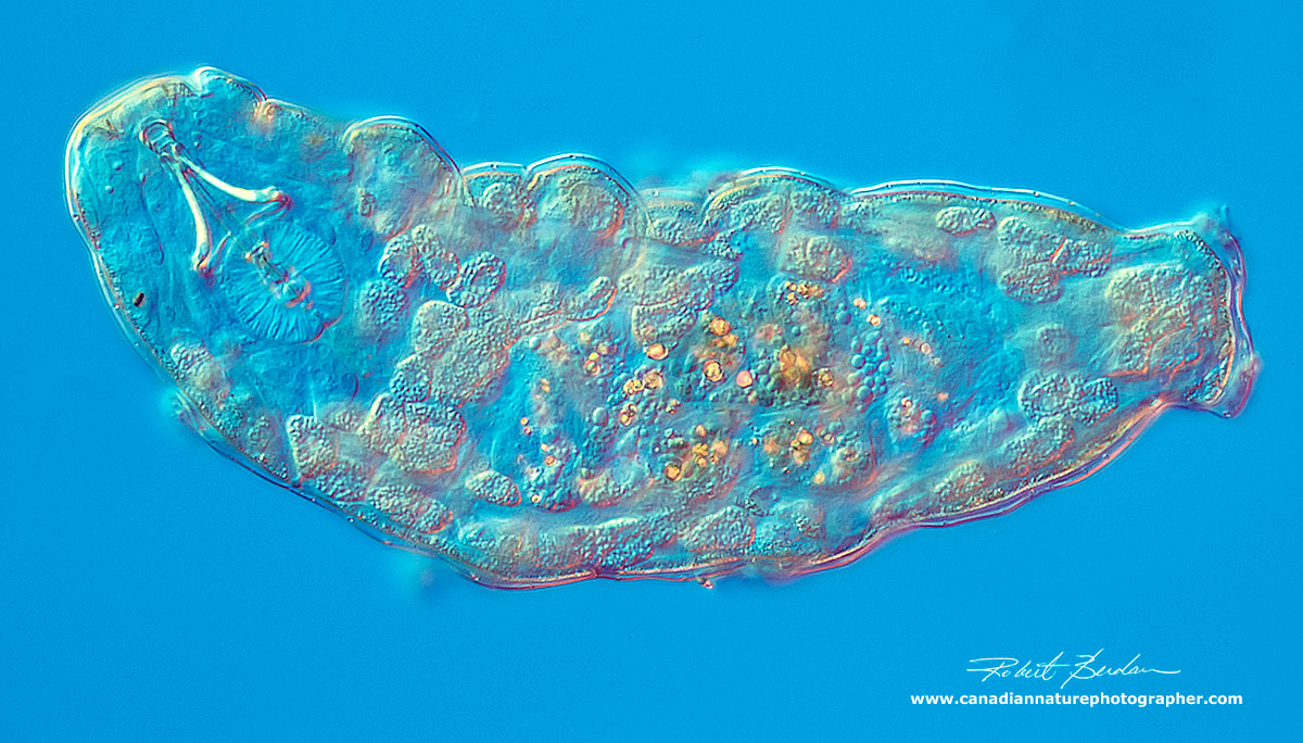 Water bear photographed at 200X DIC microscopy by Robert Berdan ©