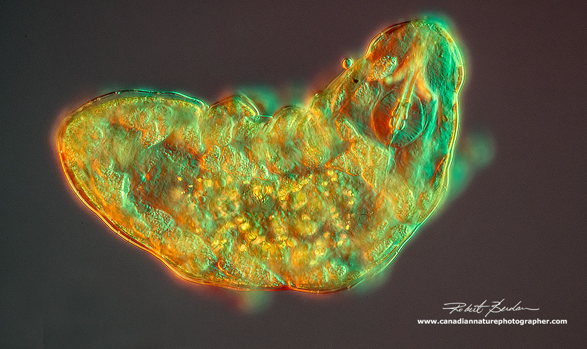 Water bear Tardigrade Eutardigrada by DIC microscopy Robert Berdan ©
