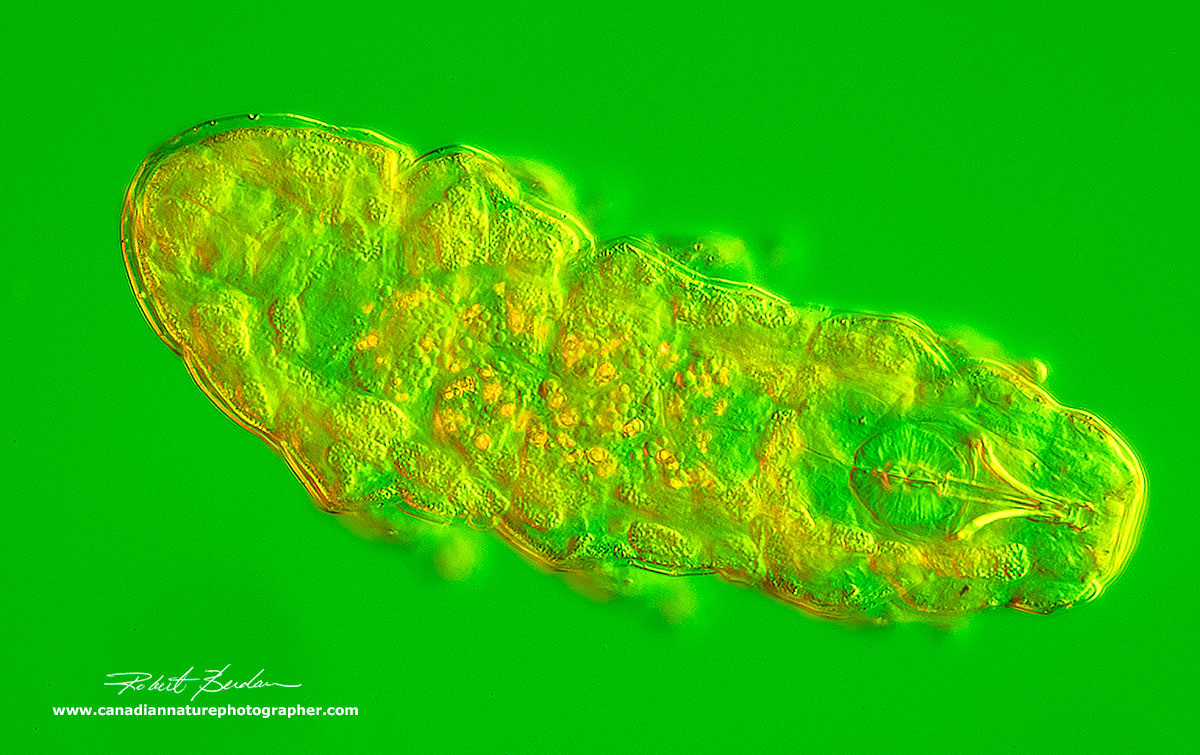 Tardigrade Combination of Rheinberg lighting and DIC microscopy 200X by Robert Berdan ©