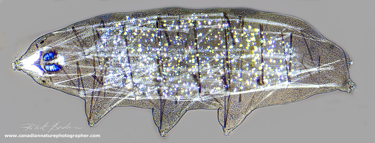 Water bears view via Polarized light microscopy 200X showing muscles by Robert Berdan ©