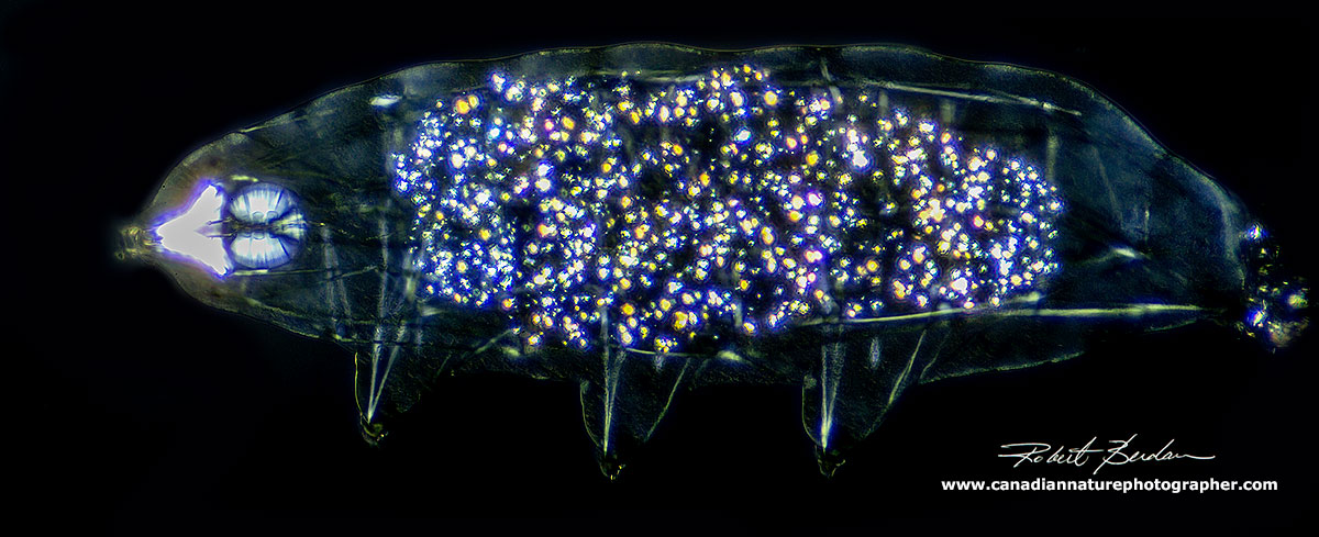 Water bears view via Polarized light microscopy 200X - plane polarized light microscopy by Robert Berdan ©